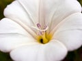 Beautiful white Easter lily Royalty Free Stock Photo