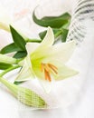 Beautiful white Easter lily flower bouquet Royalty Free Stock Photo