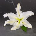 Macro of whiteeaster lily on dark background Royalty Free Stock Photo