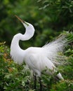 Beautiful white egret in spring breeding plumage