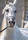 Beautiful white egyptian arabian horse Royalty Free Stock Photo