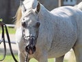 Beautiful white egyptian arabian horse Royalty Free Stock Photo