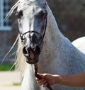 Beautiful white egyptian arabian horse Royalty Free Stock Photo