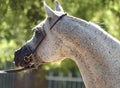 Beautiful white egyptian arabian horse Royalty Free Stock Photo