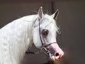 Beautiful white egyptian arabian horse Royalty Free Stock Photo