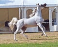 Beautiful white egyptian arabian horse Royalty Free Stock Photo