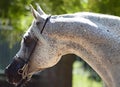 Beautiful white egyptian arabian horse Royalty Free Stock Photo