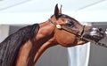 Beautiful white egyptian arabian horse Royalty Free Stock Photo