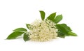 Beautiful white elderflower