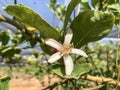 Flowering citrus etrog tree