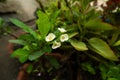 A beautiful white Euphorbia milii, crown of thorns, christ plant, christ thorn, flowers blooming in the spring morning Royalty Free Stock Photo