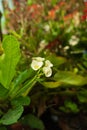 A beautiful white Euphorbia milii, crown of thorns, christ plant, christ thorn, flowers blooming in the spring morning Royalty Free Stock Photo