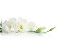 Beautiful white eustoma flowers