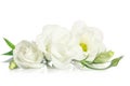 Beautiful white eustoma flowers