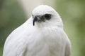 Beautiful white falcon