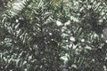 Beautiful White Falling Snow Cold Winter Christmas Snowflakes Texture Over Close Up Of Evergreen Pine Tree Branches Background Wit Royalty Free Stock Photo