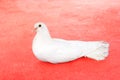 Beautiful white fantail dove