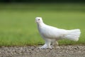 Beautiful white farmed pigeon walking