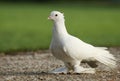 Beautiful white farmed pigeon walking