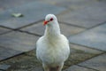 The Beautiful White Pigeon Standing Alone Royalty Free Stock Photo