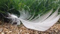 A beautiful white feather