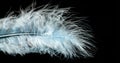 Beautiful white feather isolated on black background. Royalty Free Stock Photo