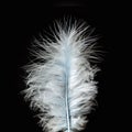 Beautiful white feather isolated on black background. Royalty Free Stock Photo