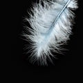 Beautiful white feather isolated on black background. Royalty Free Stock Photo