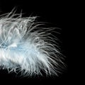 Beautiful white feather isolated on black background. Royalty Free Stock Photo