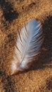 A Beautiful White Feather Resting on a Sunny Beach, Emphasizing Nature s Serenity and Simplicity Royalty Free Stock Photo