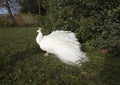 Beautiful white feathered peacock on green winter grass, big wild bird walking proudly in the park natural background image, wild Royalty Free Stock Photo