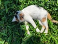 A beautiful white female calico cat is sleeping on the ground