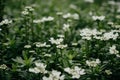 Beautiful white field flowers in the green grass. Tender wildflowers in the meadow. Macro shot of spring flowers Royalty Free Stock Photo