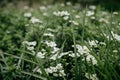 Beautiful white field flowers in the green grass. Tender wildflowers in the meadow. Macro shot of spring flowers Royalty Free Stock Photo