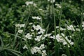 Beautiful white field flowers in the green grass. Tender wildflowers in the meadow. Macro shot of spring flowers Royalty Free Stock Photo