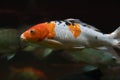 Beautiful white fish with orange spots under water