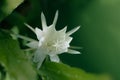 Fishbone cactus bloom in the home garden