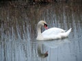 White swan in spring river, Lithuania