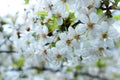 Beautiful white flovers