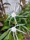 Beautiful White Flower