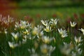 Beautiful white flowers Autumn zephyrlily blooming Royalty Free Stock Photo