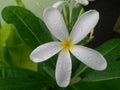 Beautiful white flower blooming in garden, nature photography in rainy season, gardening background Royalty Free Stock Photo