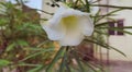 Beautiful white flower blooming, plant growing in garden, nature photography, natural gardening background, floral wallpaper Royalty Free Stock Photo