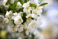 Beautiful white flower blossoms on tree branch