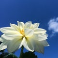 White flower in blue sky