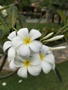 White flower