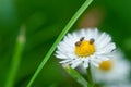 Beautiful white flower with bugs in green grass. Flower in nature Royalty Free Stock Photo