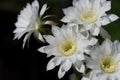 Beautiful white flower of Cactus Echinopsis blooming on sunshine day Royalty Free Stock Photo