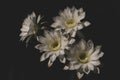 Beautiful white flower of Cactus Echinopsis blooming on sunshine day Royalty Free Stock Photo