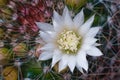 Beautiful white flower cactus